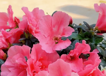 hoa do quyen hop menh nao vi sao nen trung trong nha dip tet 3363.png