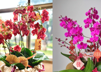 hoa tet hop menh gia chu chon dung de don loc tranh xung khi dau nam 2397.png