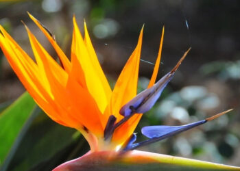 hoa thien dieu ve dep cua su vuon len trong khong gian song hien dai 701.jpg