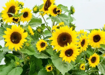 huong duong trong phong thuy hut tai loc sinh khi cho ngoi nha 4333.png