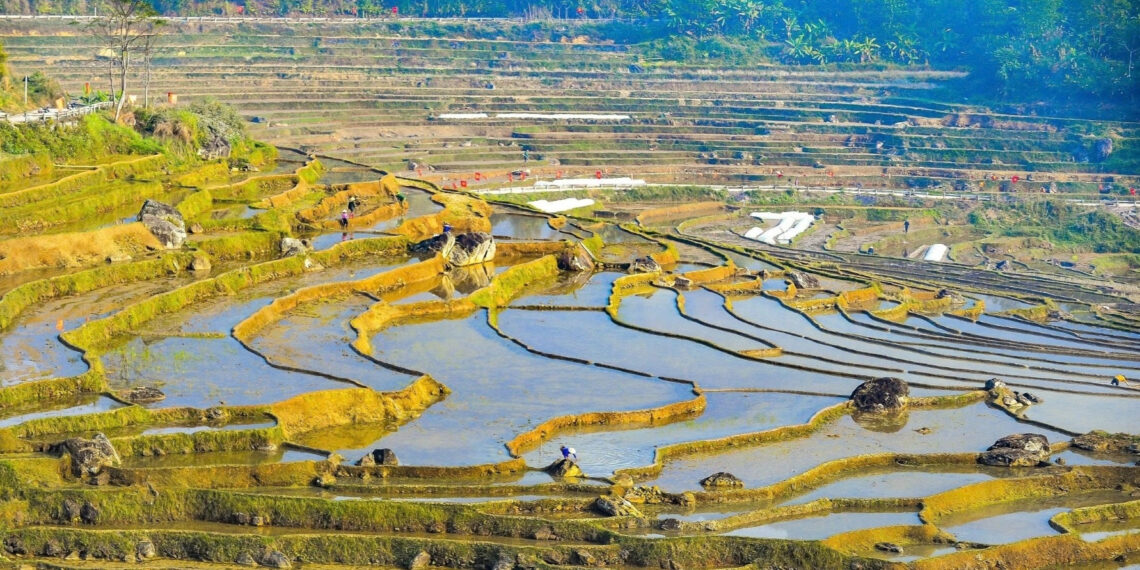 khach tay thich thu check in ruong bac thang mua do nuoc o pu luong 2509.jpg