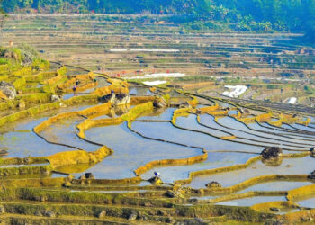 khach tay thich thu check in ruong bac thang mua do nuoc o pu luong 2509.jpg