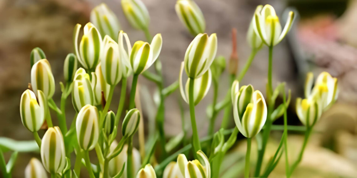 loai cay canh cua mang sinh khi toa huong thom ngat ve dem 777.jpg