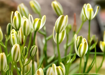 loai cay canh cua mang sinh khi toa huong thom ngat ve dem 777.jpg