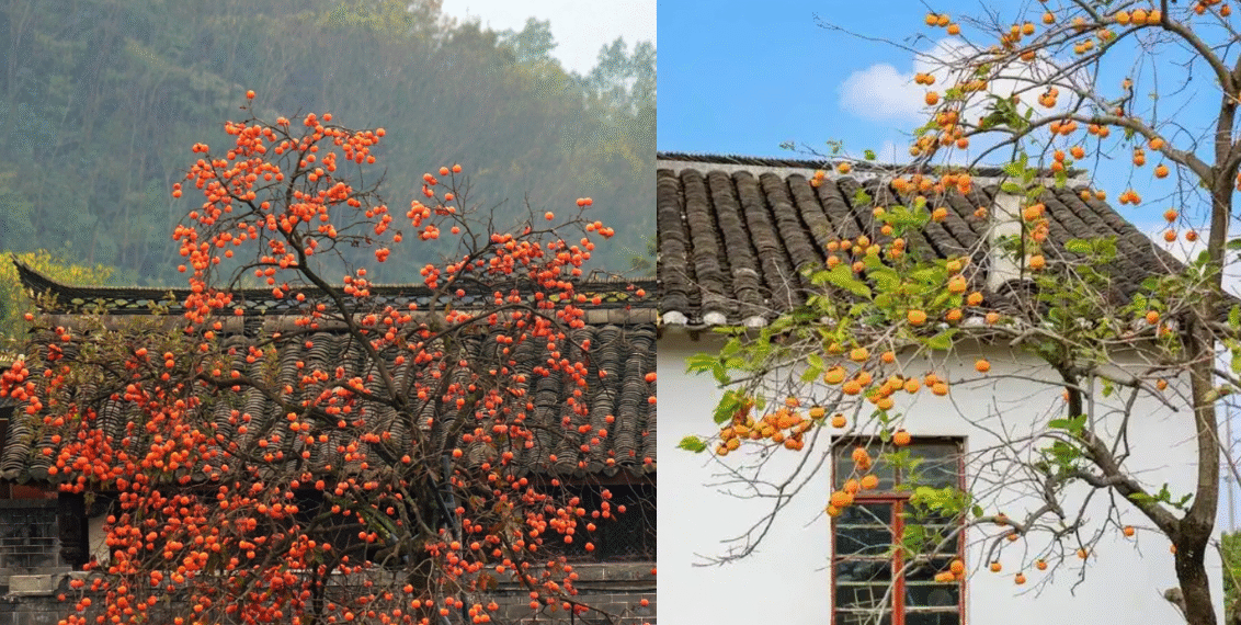 loai cay co tu 3 314.png