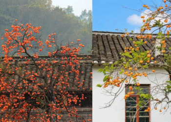 loai cay co tu 3 314.png