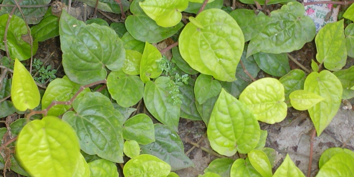 loai cay moc goc vuon la tro thu chua viem mui xoang hieu qua 1781.jpg