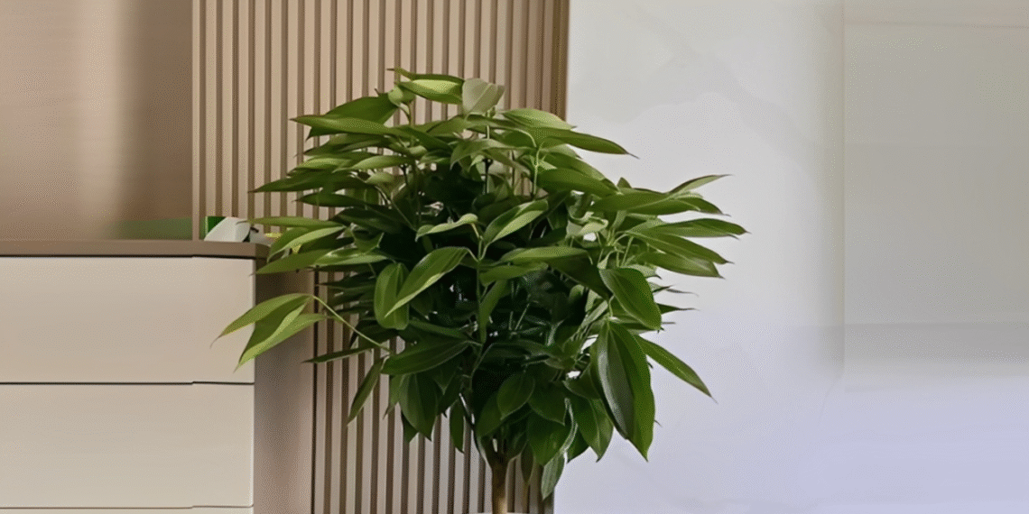 loai cay thuong duoc dat trong phong khach rong de trong va tot cho suc khoe 2924.png