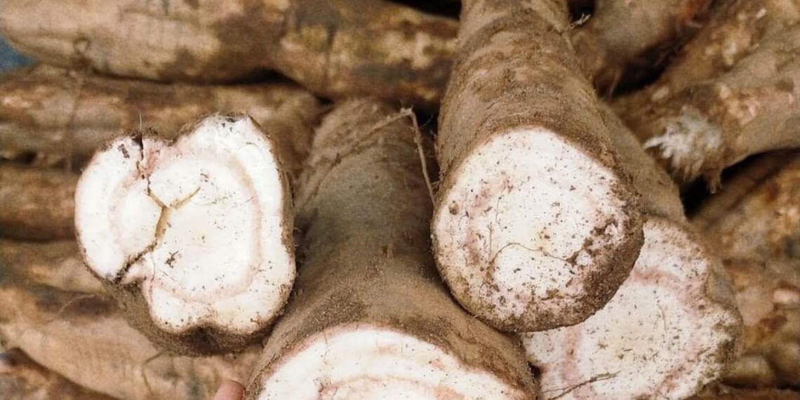 loai cu ban day cho giai ruou cuc tot 1640.jpg