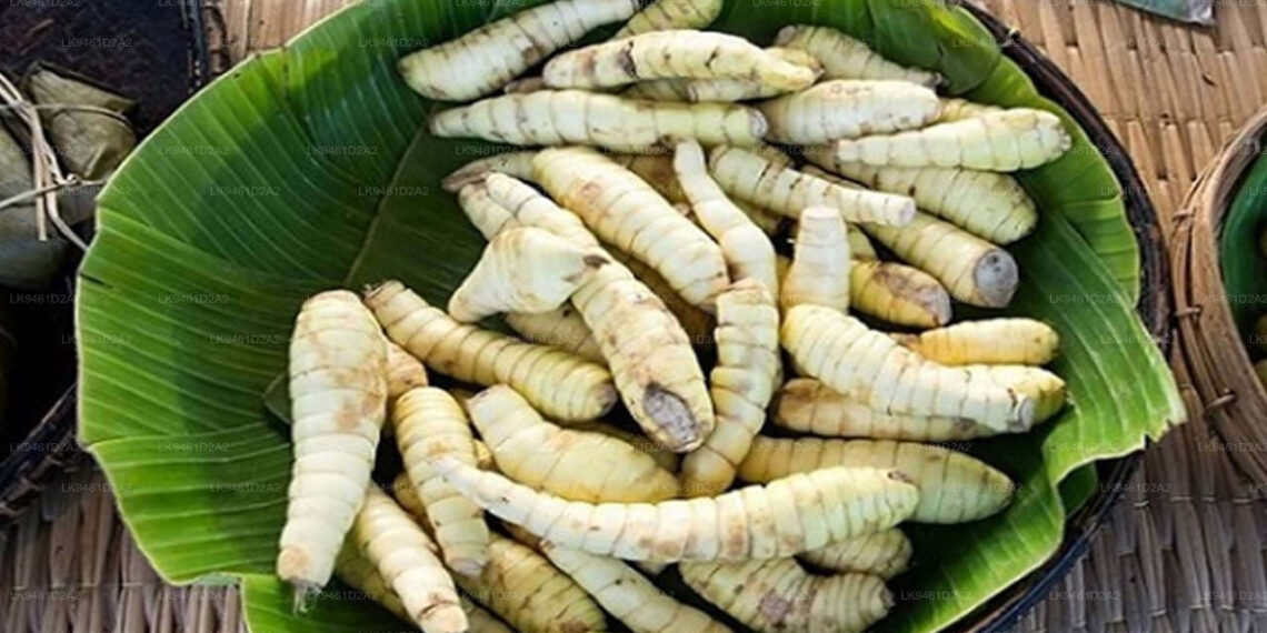 Loại củ bán đầy chợ là ‘khắc tinh’ của người mắc bệnh tiểu đường loai cu ban day cho la khac tinh cua nguoi bi dai thao duong 1090.jpg