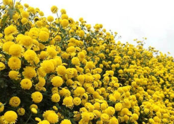 loai hoa trong trong nha kich tai goi loc manh nhat dip tet 1230.jpg