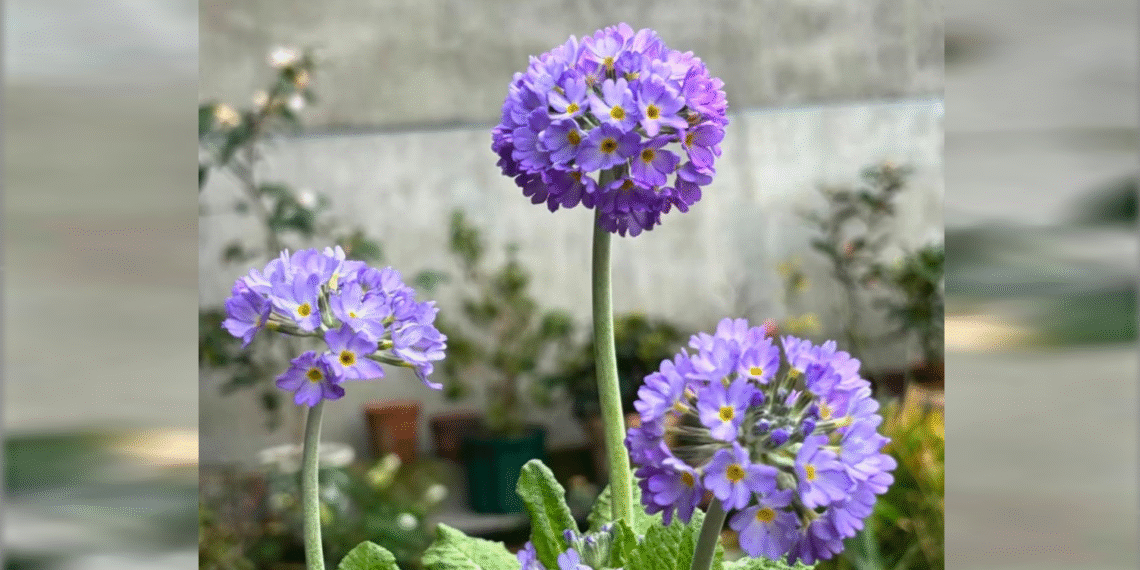 Loài hoa vừa đẹp vừa ‘hút tài’, đặc biệt hợp người mệnh Thổ và Kim loai hoa vua dep vua hut tai dac biet hop nguoi menh tho va kim 425.png