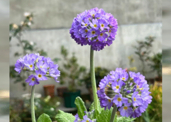 loai hoa vua dep vua hut tai dac biet hop nguoi menh tho va kim 425.png