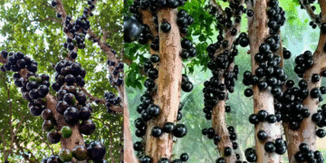 loai nho la duoc vi nhu bau vat xanh cho san vuon biet thu 497.png