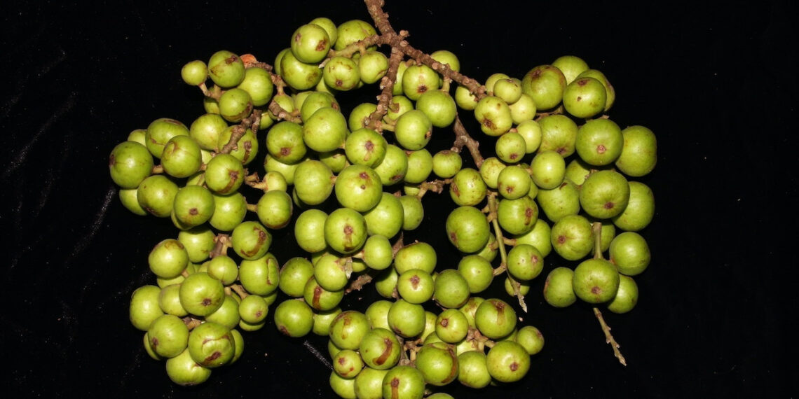 loai qua dan da duoc dung ho tro chua soi than 2590.jpeg