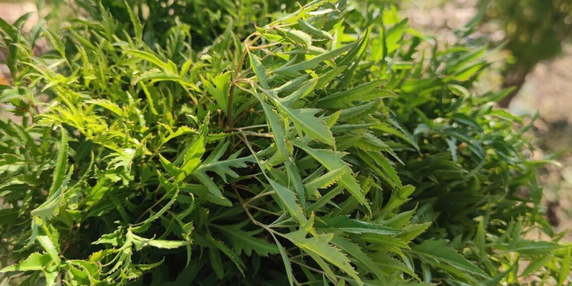 Loại rau gia vị được dùng chữa mất ngủ, những ai không nên sử dụng? loai rau gia vi duoc dung chua mat ngu nhung ai khong nen su dung 2928.jpg