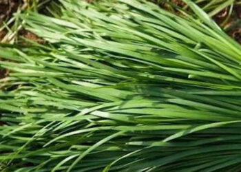 loai rau gia vi tot cho gan than 2 nhom nguoi khong nen dung 751.jpg