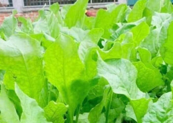 loai rau sieu thuc pham xanh nhung 2 nhom nguoi can than trong 1421.jpg