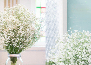 man thien tinh va y nghia phong thuy hoa nho phuc khi lon 4241.png