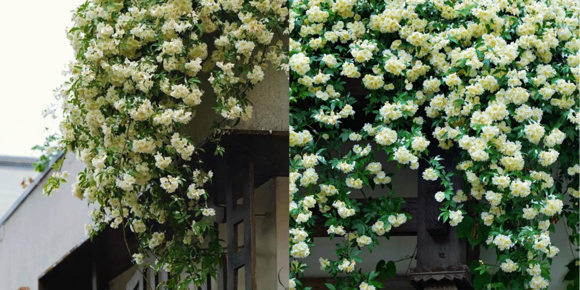 Mộc hương - 'nữ hoàng dây leo' tỏa hương, mang vượng khí cho không gian sống moc huong nu hoang day leo toa huong mang vuong khi cho khong gian song 4056.png