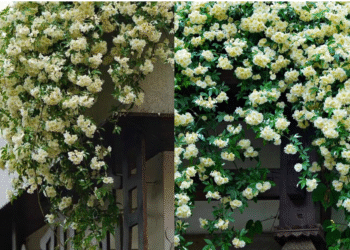 moc huong nu hoang day leo toa huong mang vuong khi cho khong gian song 4056.png