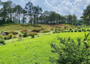 mua dat nong nghiep bang giay viet tay tu nam 2002 co duoc cap so do 770.jpg