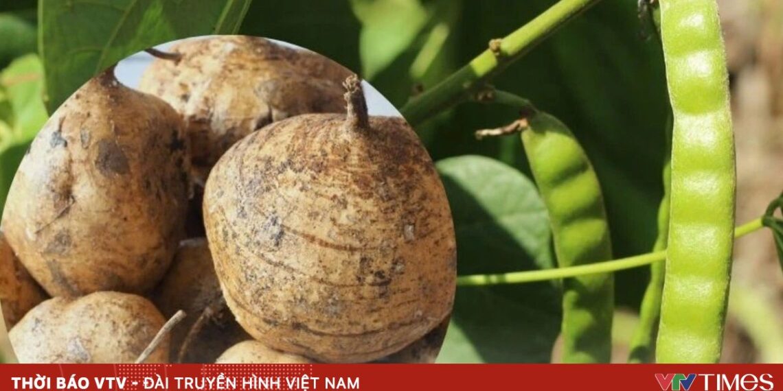 Cảnh báo ngộ độc nguy hiểm từ hạt củ đậu ngo doc hat cu dau 06185507996982044535330 25154882682741529657328.jpg
