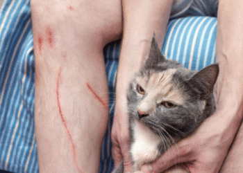 nguoi dan ong tu vong sau khi bi meo cao 2212.png