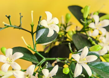 nguyet que loai cay toa huong mang bieu tuong cua thanh cong 4088.jpg