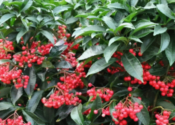 nha co cay kim ngan luong loc do quanh nam 2313.png