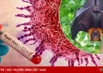virus nipah 43310861917604992678620 11983675288270353670918.jpg