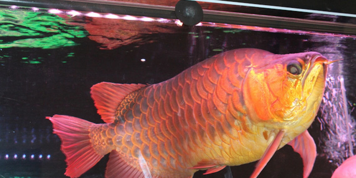 13 nguoi nghi ngo doc sau khi an trung ca rong bo y te vao cuoc 614.jpg