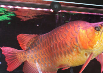 13 người nghi ngộ độc sau khi ăn trứng cá Rồng, Bộ Y tế vào cuộc 13 nguoi nghi ngo doc sau khi an trung ca rong bo y te vao cuoc 614.jpg