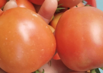 2 nhom nguoi can han che an ca chua 3065.png