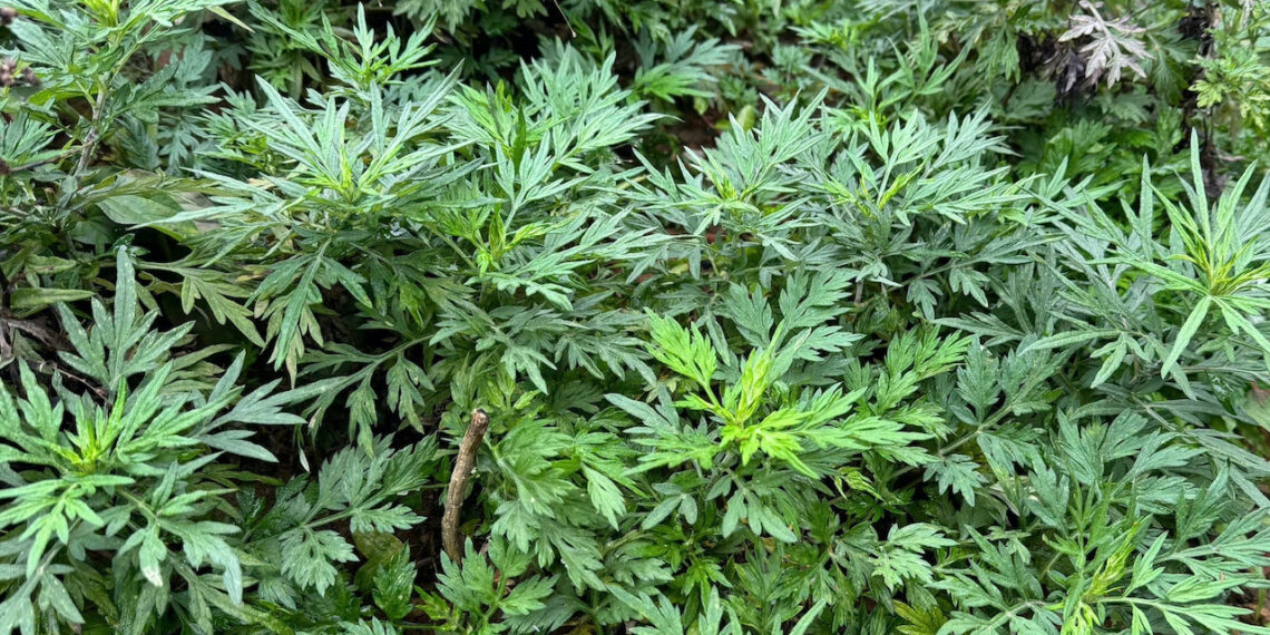 3 loai rau moc dai an lau giam cang thang lo au 268.jpeg