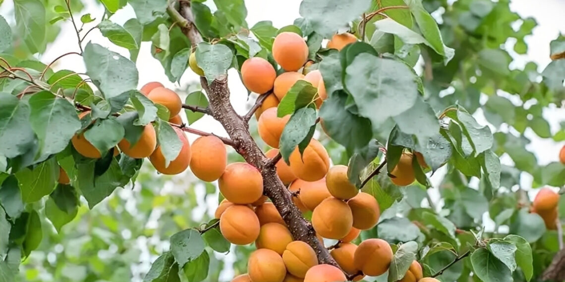 4 loai cay nguoi xua thuong tranh trong sat nha 2882.jpg