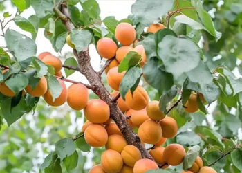 4 loại cây người xưa thường tránh trồng sát nhà 4 loai cay nguoi xua thuong tranh trong sat nha 2882.jpg