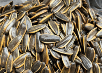 4 tac hai cua hat huong duong 828.png