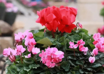 6 loai hoa ngay tet nen dat phong khach vua sang nha vua don loc vao nha 1545.png