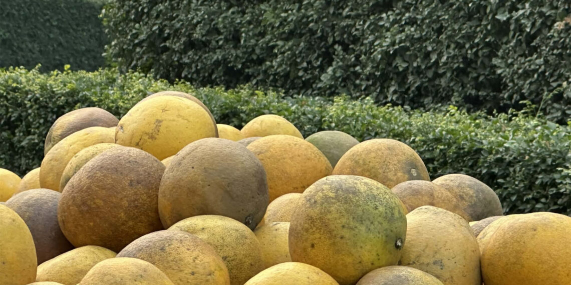 7 loai trai cay giau chat xo giup giam mo mau on dinh duong huyet 2215.jpg