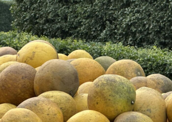 7 loai trai cay giau chat xo giup giam mo mau on dinh duong huyet 2215.jpg