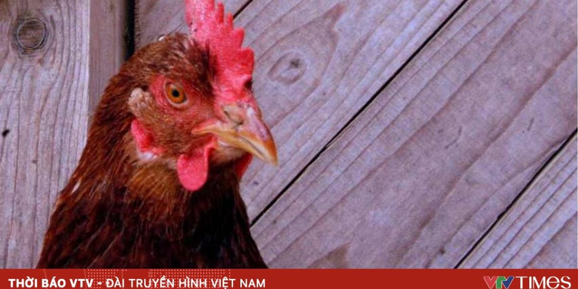 anh minh hoa 3 94420925663931996636642 31396421633380775218199.jpg