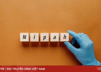 Virus Nipah: Bộ Y tế ban hành hướng dẫn giám sát trên toàn quốc anh minh hoa 98414346227020736109870 18663935141953432783196.png