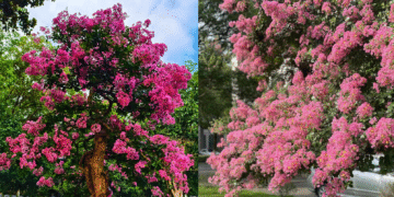 bi mat phong thuy phia sau sac tim bang lang trong biet thu trieu do 1074.png