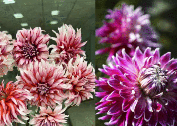 Cách trồng và trưng thược dược để hoa nở rực rỡ ngày Tết, rước tài lộc về nhà cach trong va trung thuoc duoc de hoa no ruc ro ngay tet ruoc tai loc ve nha 1568.png