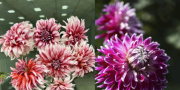 cach trong va trung thuoc duoc de hoa no ruc ro ngay tet ruoc tai loc ve nha 1568.png