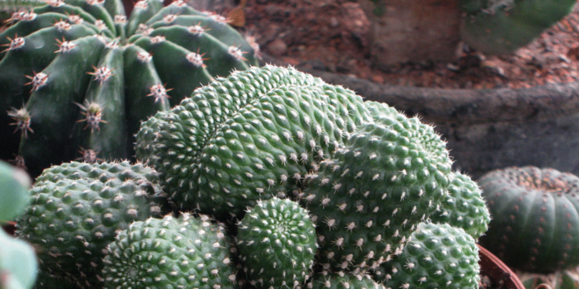 Cây xương rồng hợp mệnh nào, đặt ở đâu để không phản tác dụng? cay xuong rong hop menh nao dat o dau de khong phan tac dung 551.png