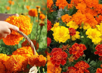 cuc van tho va cau chuyen phong thuy vi sao vi tri dat hoa lai quan trong 1550.png