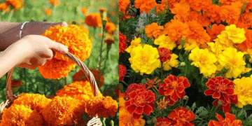 cuc van tho va cau chuyen phong thuy vi sao vi tri dat hoa lai quan trong 1550.png