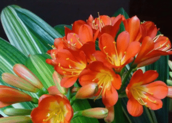 dat 6 loai cay nay truoc ban tho than tai de thu hut tai loc 2355.png